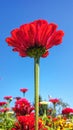 Red flower blue sky skies beautiful Royalty Free Stock Photo