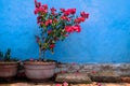 Red flower on blue wall background Royalty Free Stock Photo
