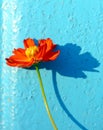 Red flower on bluebackground