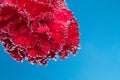 A red flower on a bluebackground, under water in air bubbles. Royalty Free Stock Photo