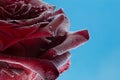 A red flower on a bluebackground, under water in air bubbles. Royalty Free Stock Photo