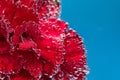 A red flower on a bluebackground, under water in air bubbles. Royalty Free Stock Photo