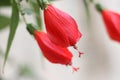 Red flower with blur background.