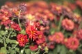 Red Flower with blurry and swirly background.