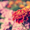 Red flower in a botanical garden Royalty Free Stock Photo