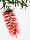 Red Flower Bottle Brush, Callistemon citrinus Royalty Free Stock Photo