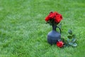 Red flower bouquet in a clay vase on a green lawn. Red roses on a background of green grass. Royalty Free Stock Photo