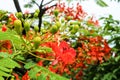 red flower boutique flame tree blooming in public garden Royalty Free Stock Photo