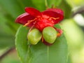 Red Flower of Brazilian Pepper-tree