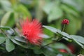 Red flower and bud