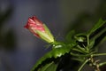 Red flower Bud with leaves.