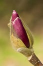 Red flower bud of Magnolia plant Royalty Free Stock Photo