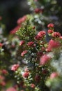 Red flower buds of the Australian native Alpine Everlasting Ozothamnus alpinus, family Asteraceae