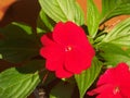 Red flower buds of the balsam. Flowering plants Royalty Free Stock Photo