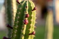 Red Flower Buds of a Green Cactus - Succulent Plant