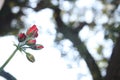 Red flower buds