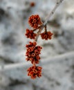 Red Flower Buds on a Tree
