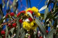 Red flower buds with yellow blooms of Eucalypt  erythrocorys tree in autumn. Royalty Free Stock Photo