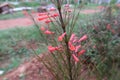 Red flower bunch with background