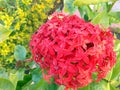 Red flower bunch found usually in hot climatic region
