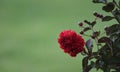 Red flower on bush with buds green back ground Royalty Free Stock Photo