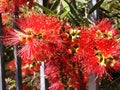 Red flower Bush Callistemon or Bottlebrush