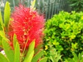 Red flower Bush Callistemon or Bottlebrush Royalty Free Stock Photo