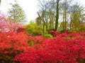 Red flower bushes in front of a dutch windmill in Keukenhof Royalty Free Stock Photo