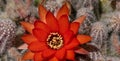 Red flower, cactus, from above Royalty Free Stock Photo