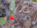 a red flower of a cactus in the corner of the garden