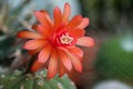 Red Flower of Cactus matucana