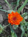 Red flower calendula for healthy benefit, plant