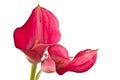 Red Flower Calla Royalty Free Stock Photo