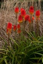 Red flower called Guilfoyle's Volcano in botanical gardens Royalty Free Stock Photo