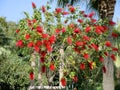 Red flower of a callistemon (bottlebrush) close up Royalty Free Stock Photo