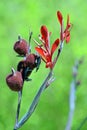 Red flower of the Canna indica