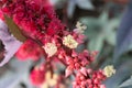 Red flower of castor oil plant, Ukraine Royalty Free Stock Photo