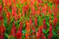 Red flower Celosia field of inflorescences Royalty Free Stock Photo