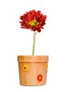 Red flower in ceramic pot Royalty Free Stock Photo