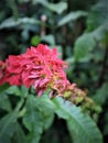 The red flower of The Chaconia in the farmer's garden Royalty Free Stock Photo