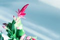 Red flower of Christmas cactus Schlumbergera truncata. Blooming flower houseplant close up Royalty Free Stock Photo