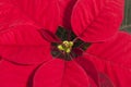 Red flower of Christmas Poinsettia, close up