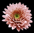 Red flower chrysanthemum. black isolated background with clipping path. Closeup no shadows. For design.