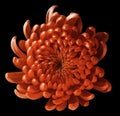 Red flower chrysanthemum. black isolated background with clipping path. Closeup. no shadows.