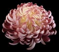 flower Red chrysanthemum. Side view. Motley garden flower. black isolated background with clipping path no shadows. Closeup. Royalty Free Stock Photo