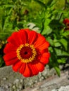 Red flower Circle shape beautiful nature photography,