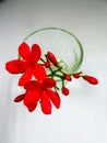 Red flower in clear glass vase Royalty Free Stock Photo