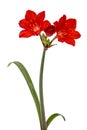 Red flower of Clivia, isolated on white background Royalty Free Stock Photo