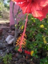 A red flower close photograph