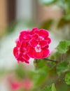 Red flower close up with green leafs Royalty Free Stock Photo